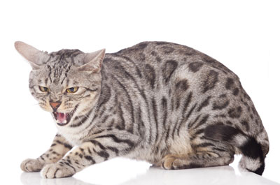 repulsif chats pestbye contre les chats errants
